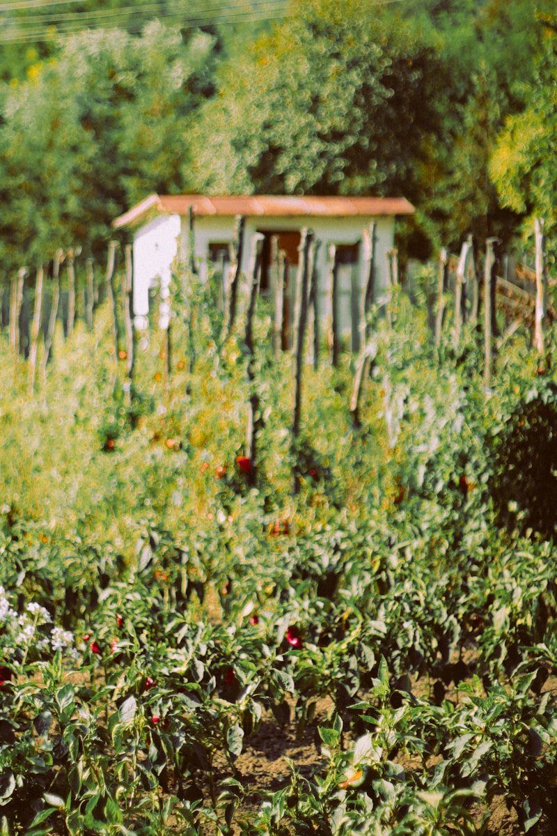 A garden filled with lots of green plants